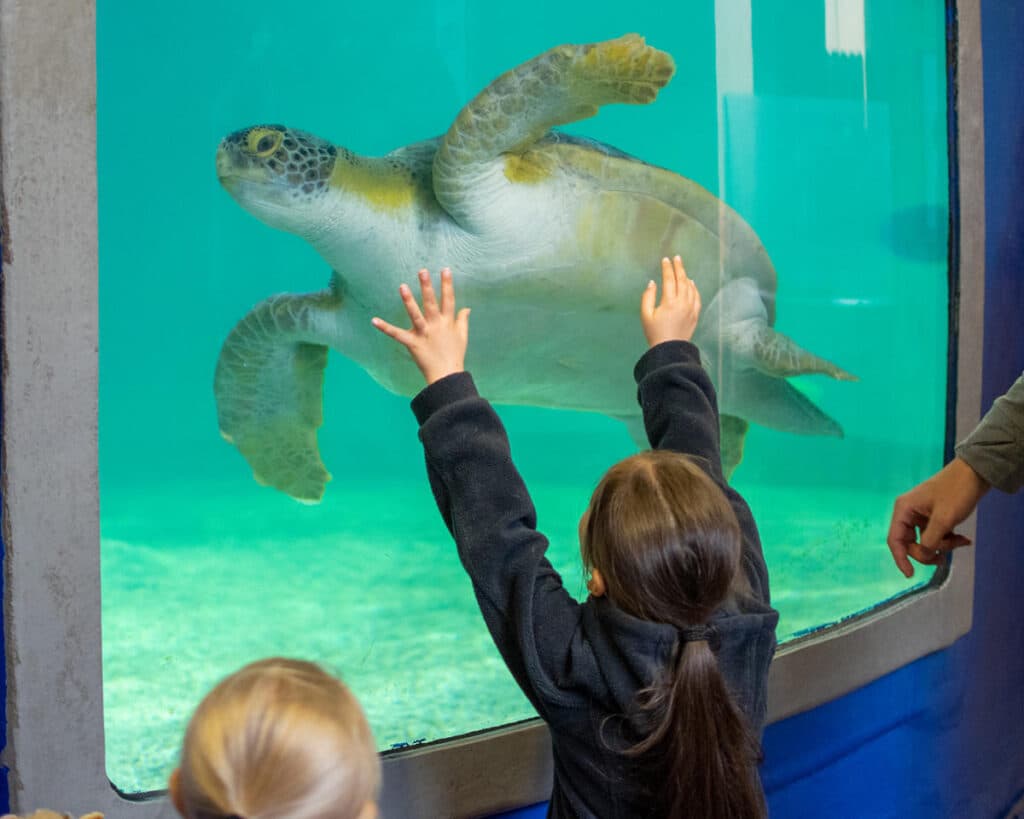 A child watching a sea turtle through the glass